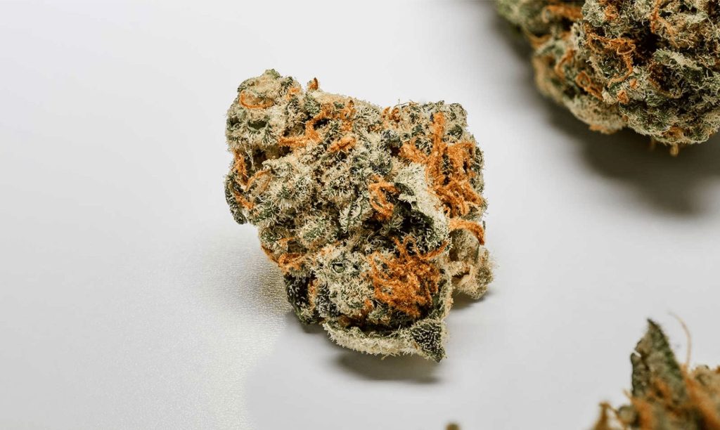 Die besten Keimraten erzielen – Weed Samen kaufen in höchster Qualität