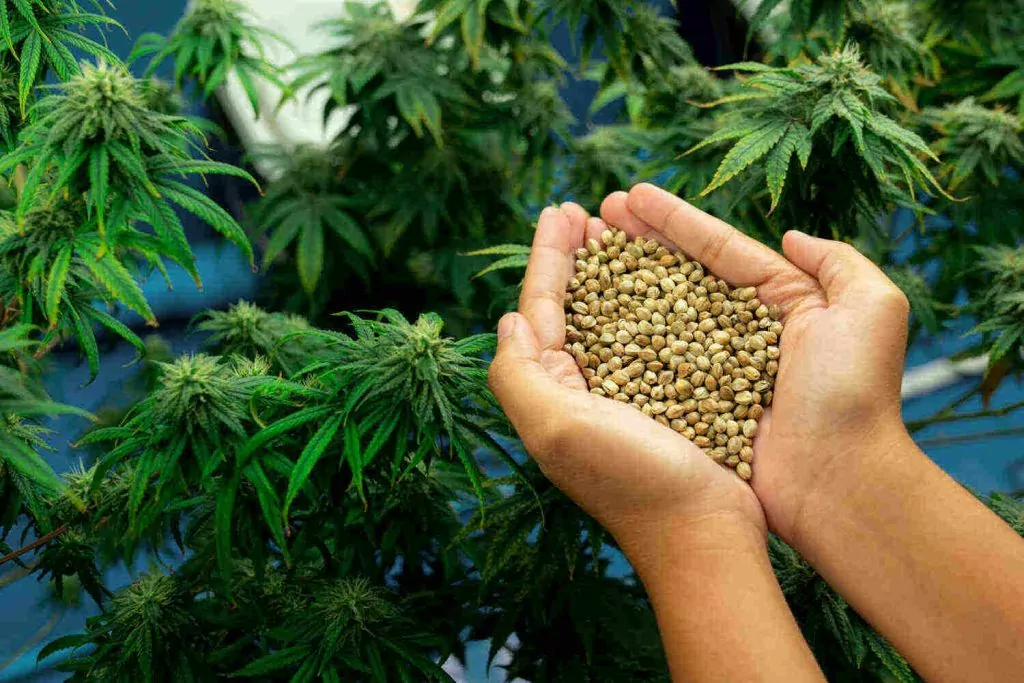 Cannabis Samen bewahren: Tipps für eine optimale Lagerung