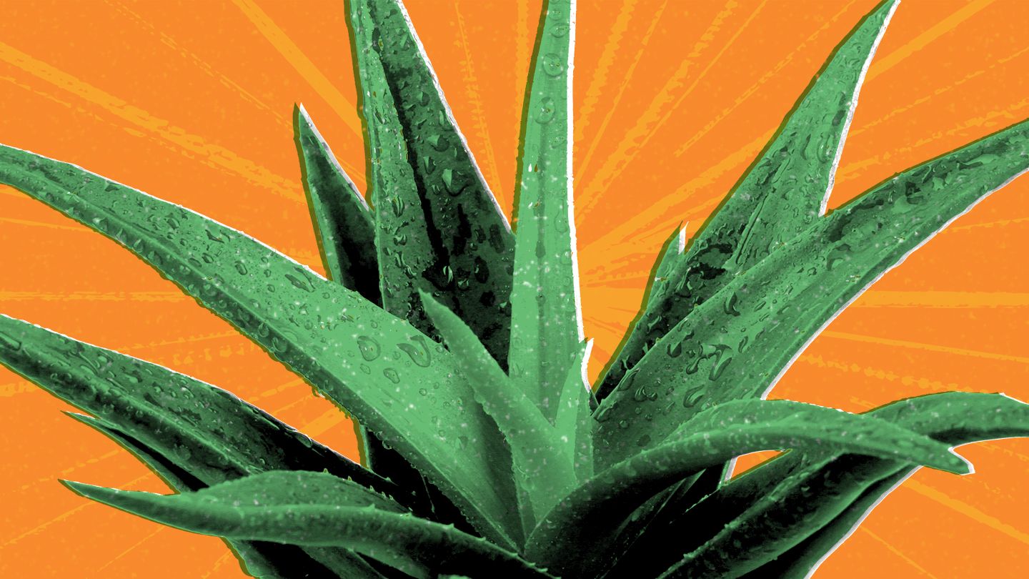 Die Vorteile von Aloe Vera Ever Shield für unabhängige Distributor von Forever Living Products